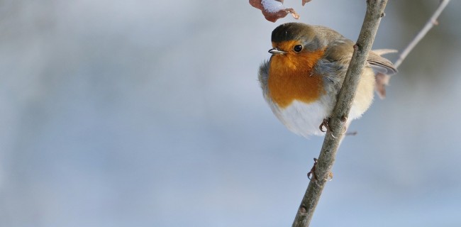 Vogels helpen in de winter: Tips en DIY-projecten voor een vogelvriendelijke tuin