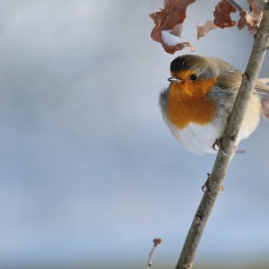 Vogels helpen in de winter: Tips en DIY-projecten voor een vogelvriendelijke tuin